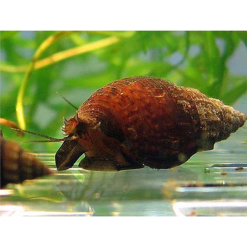 Melanoides granifera - imagine 3